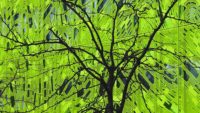 tree with green glass background